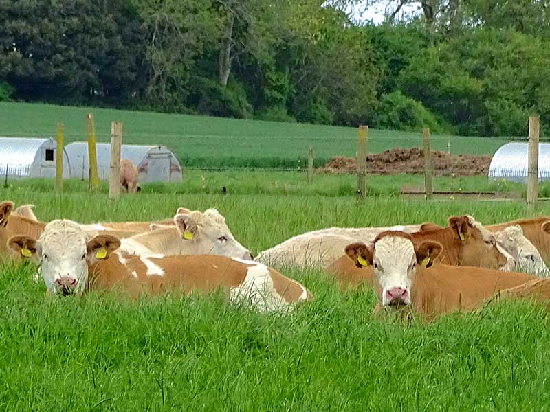 Adsdean Farm Cow Herd