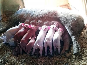 Piglets-at-Adsdean-Farm